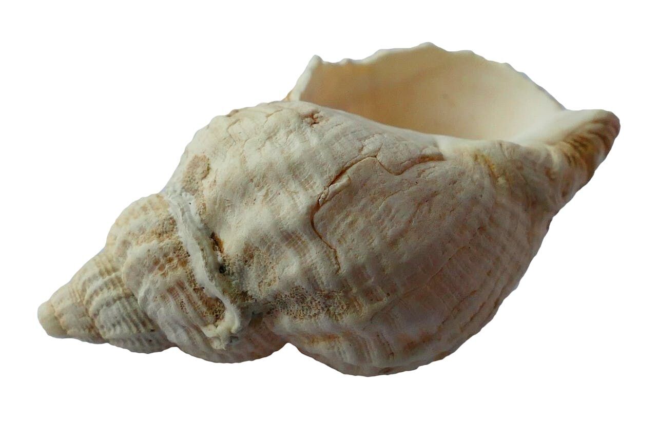 Conch shell blowing could help treat common snoring disease